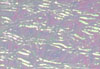 wtp tape decor 36514 transparent mother of pearl